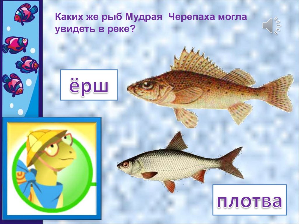 Рыбы презентация для детей. Рыбы 1 класс. Презентация к уроку рыба. Рыбы для первого класса. Рыбки презентация для детей.