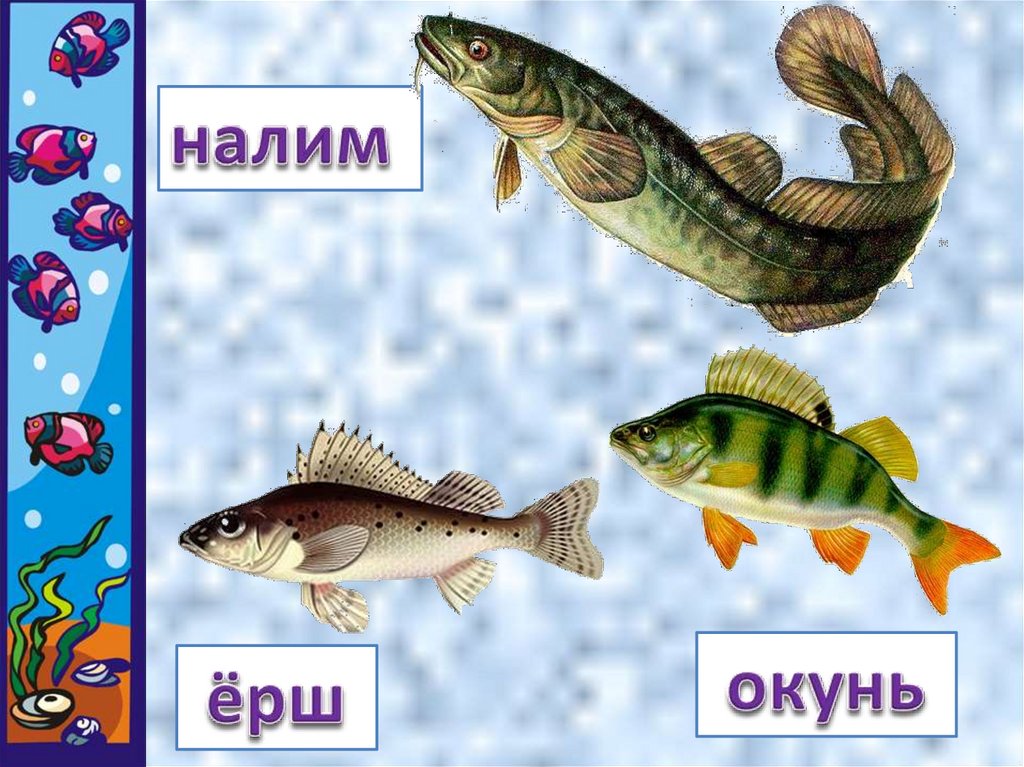Рыбы презентация для детей. Рыбы 1 класс. Рыбы окружающий мир. Презентация рыбы для дошкольников. Название рыб 1 класс.