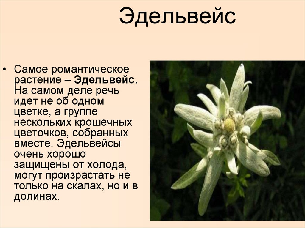 Какой тип питания характерен для эдельвейса. Эдельвейс доклад. Эдельвейс растение описание. Эдельвейс цветок описание. Эдельвейс цветок Легенда.