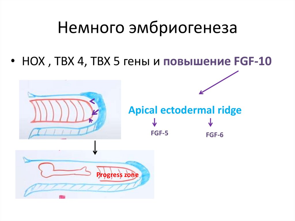 Немного эмбриогенеза