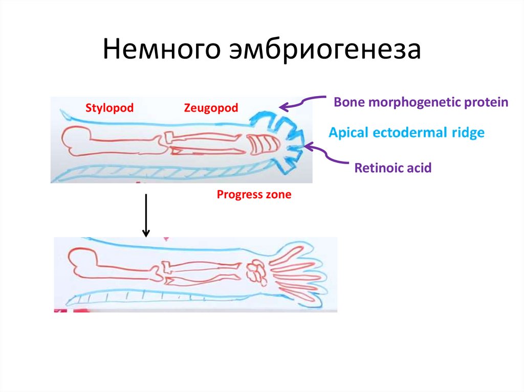 Немного эмбриогенеза