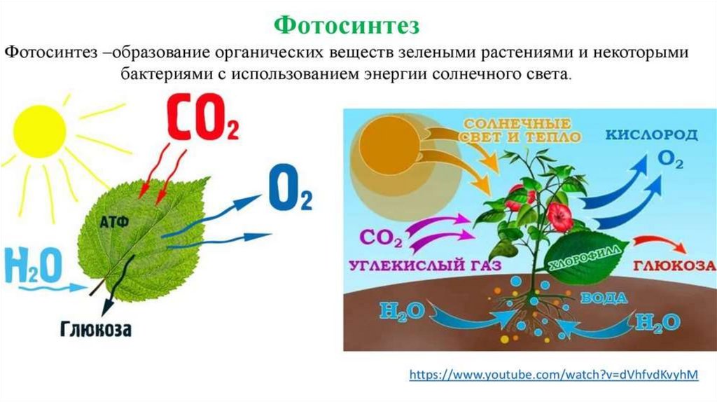 В ходе фотосинтеза. Схема фотосинтеза у растений. Фотосинтез растений 3 класс. Схема процесса фотосинтеза. Фотосинтез это процесс образования.