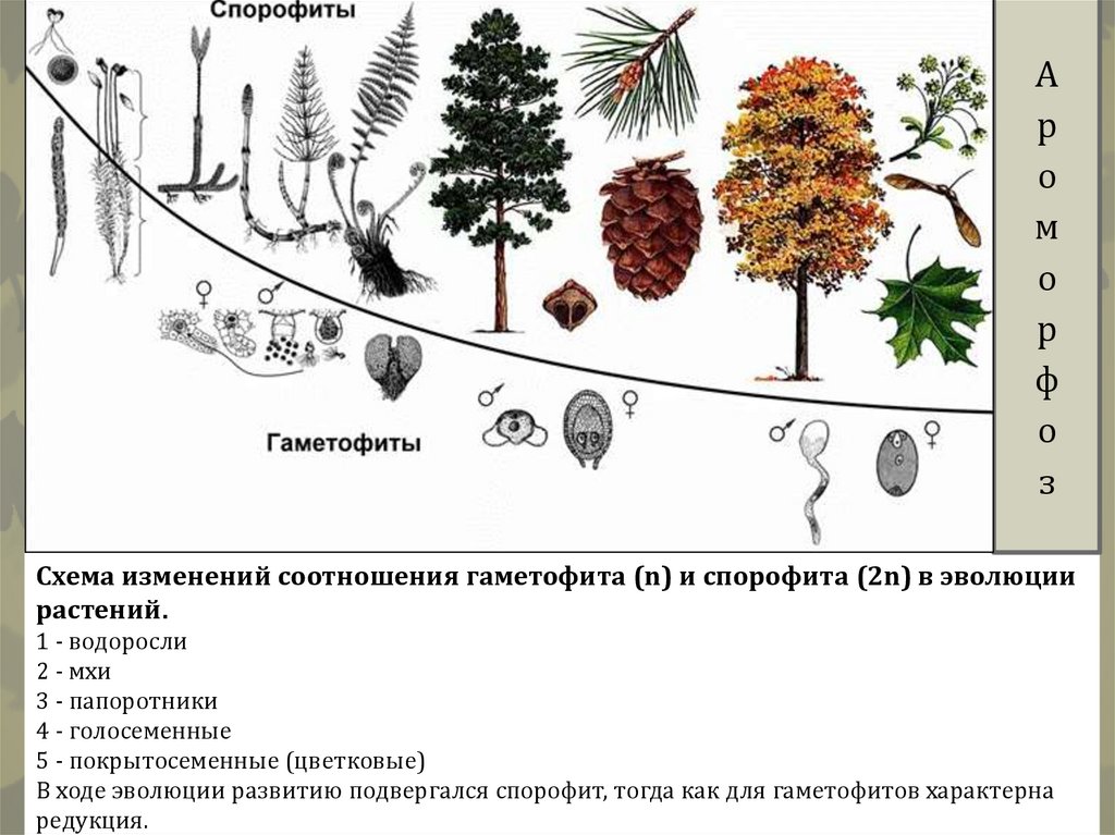 Эволюция растений схема. Эволюция растений рабочие листы. Основные пути эволюции растений презентация. Гаметофит развивается путем