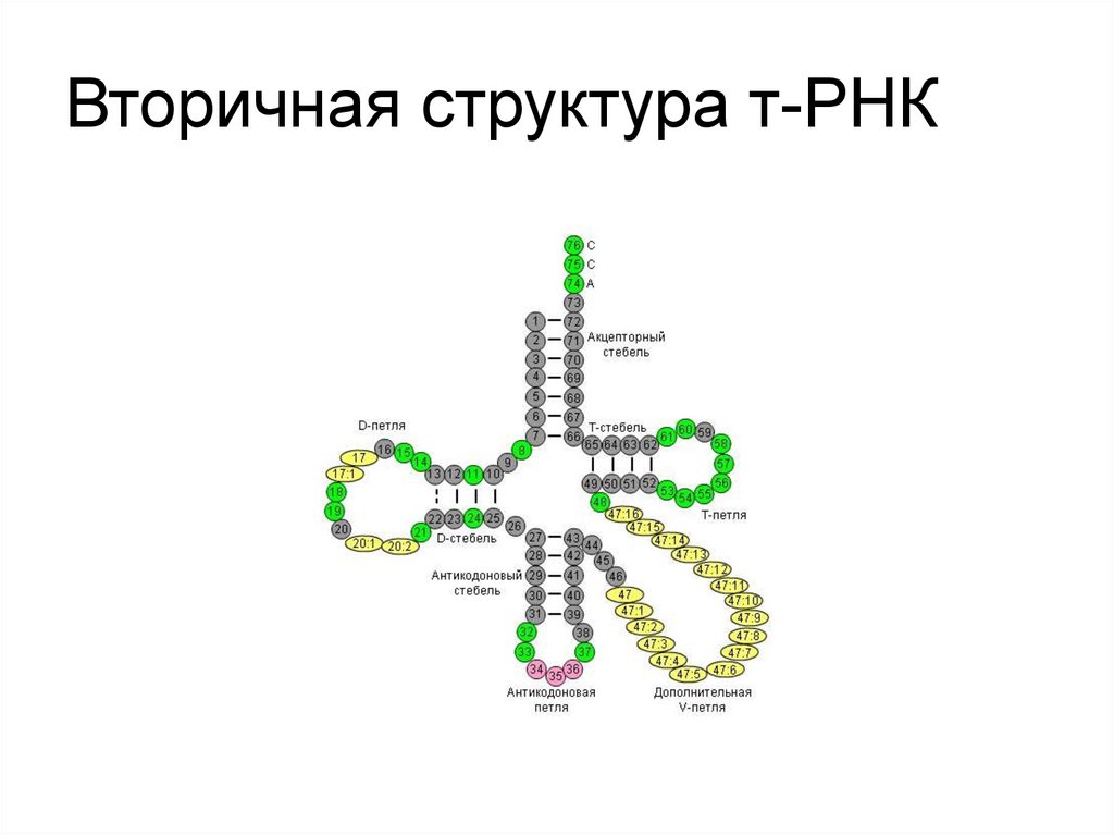 Особенности строения трнк