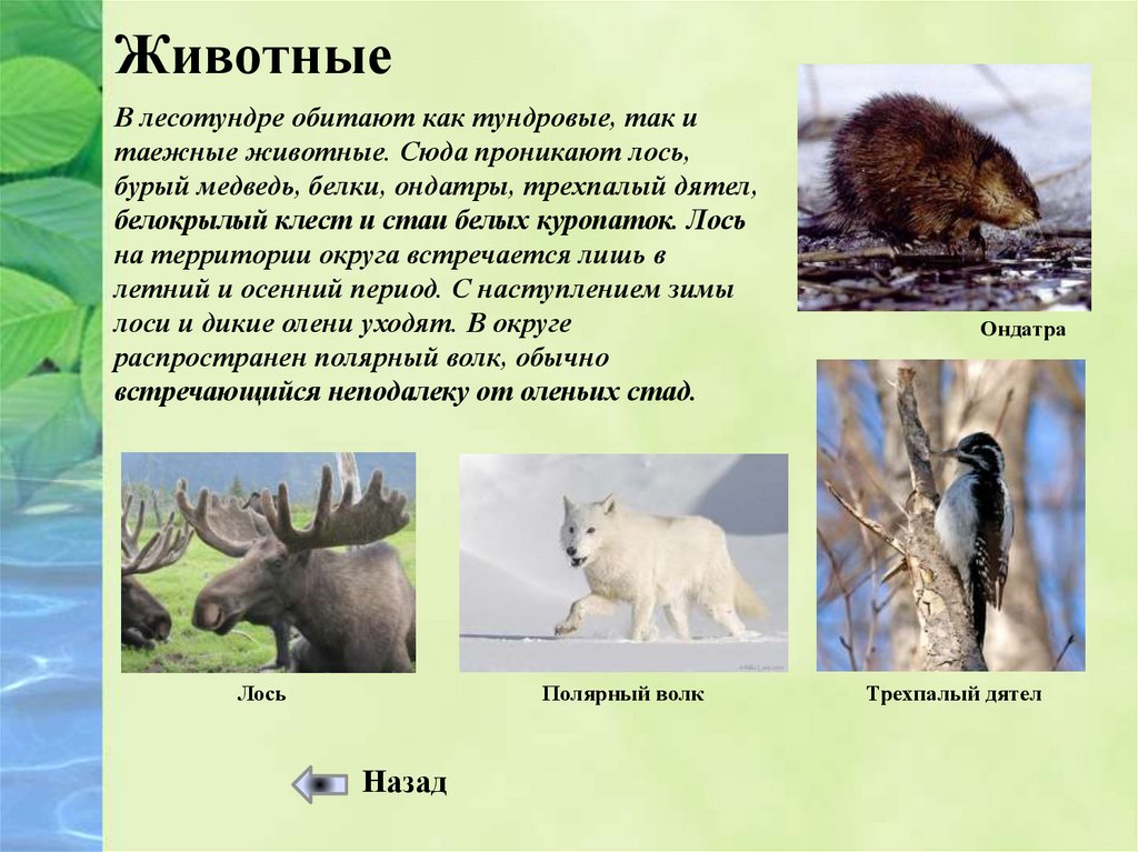 Приспособление животных в разных природных зонах. Сообщение о животном любой природной зоны России. В какой природной зоне живут белки. В какой природной зоне живет Лось. Волк в какой природной зоне