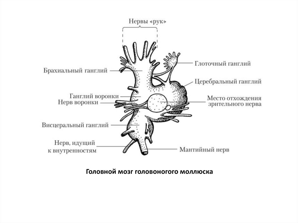 Нервная система головоногих. Головоногие моллюски нервная система. Головоногие моллюски строение нервной системы. Нервная система головоногих моллюсков. Нервная система головоногих моллюсков схема.