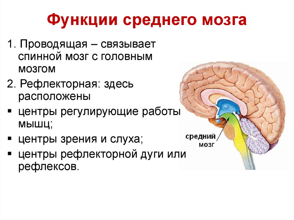 Головной мозг регулирует деятельность. Охарактеризовать строение и функции среднего мозга. Функции среднего мозга и коры.