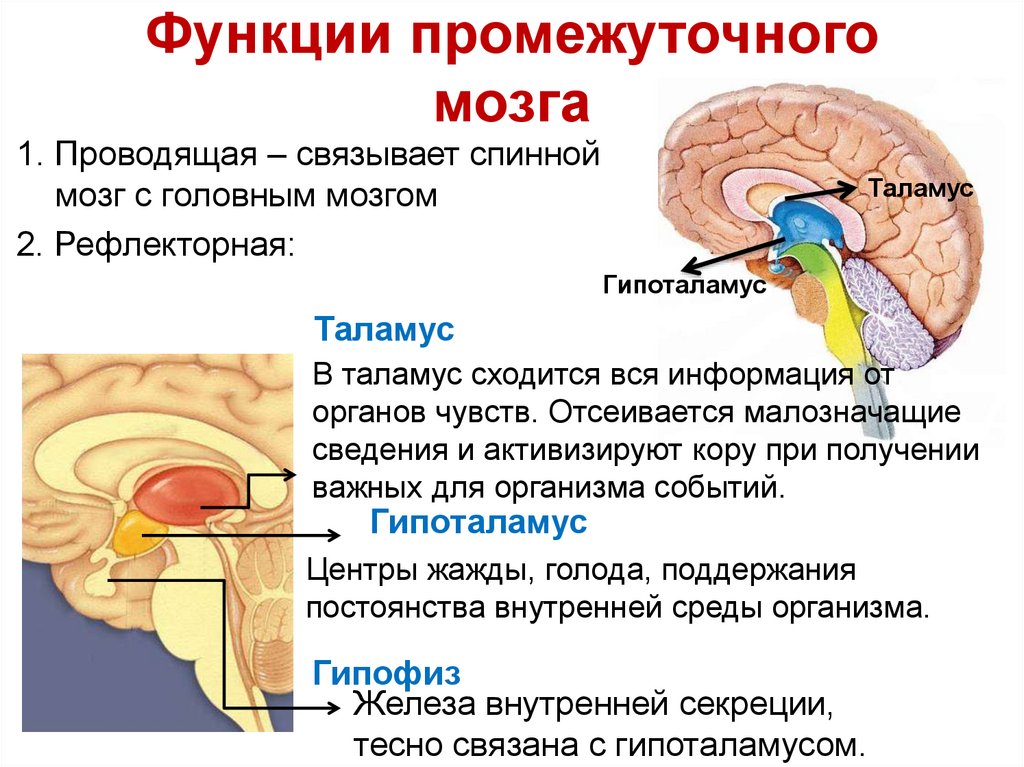 Основные функции промежуточного мозга. Промежуточный мозг – положение, отделы, функции.. Нервные центры промежуточного мозга
