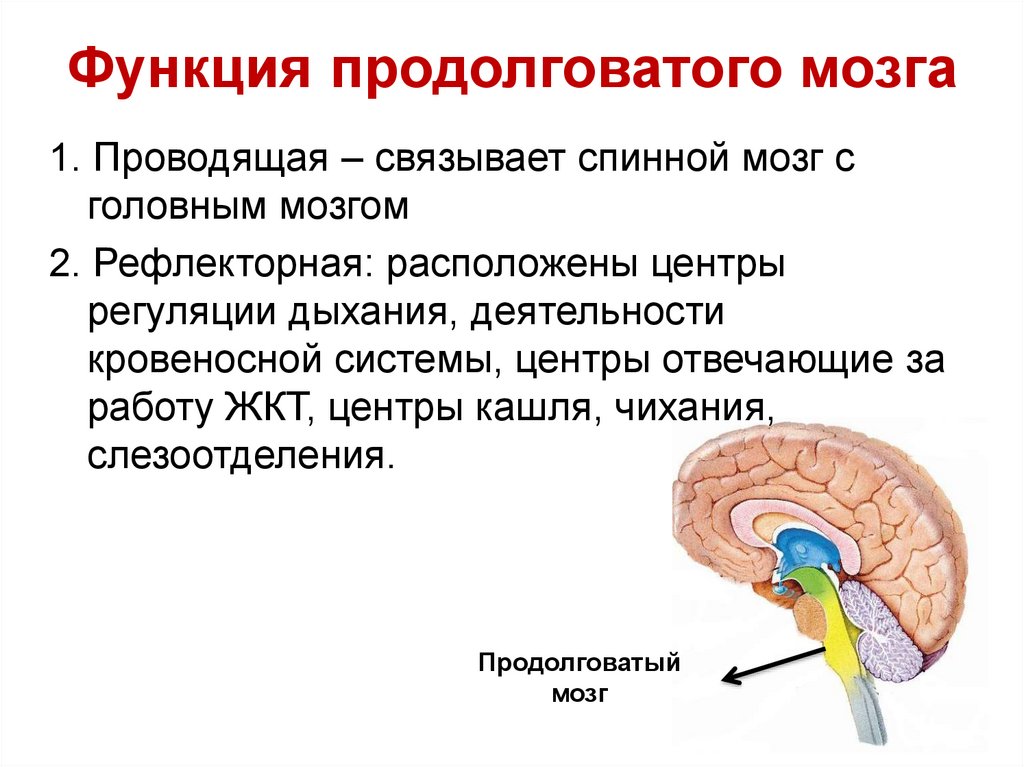 Выполняемые функции моста головного мозга. Слёзоотделение функции продолговатого мозга. Функции продолговатого мозга головного мозга.