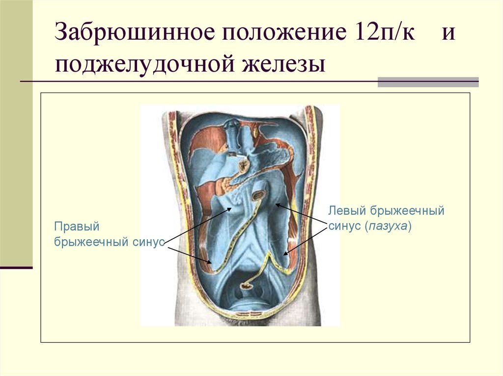 Левый синус. Брыжеечные синусы (пазухи). Брыжеечные пазухи брюшины. Правый и левый брыжеечные синусы. Правый синус брюшины.