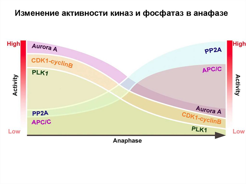 Митотическая активность опухоли что это