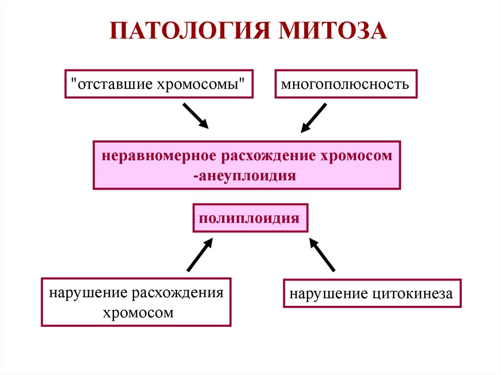 Митотические хромосомы