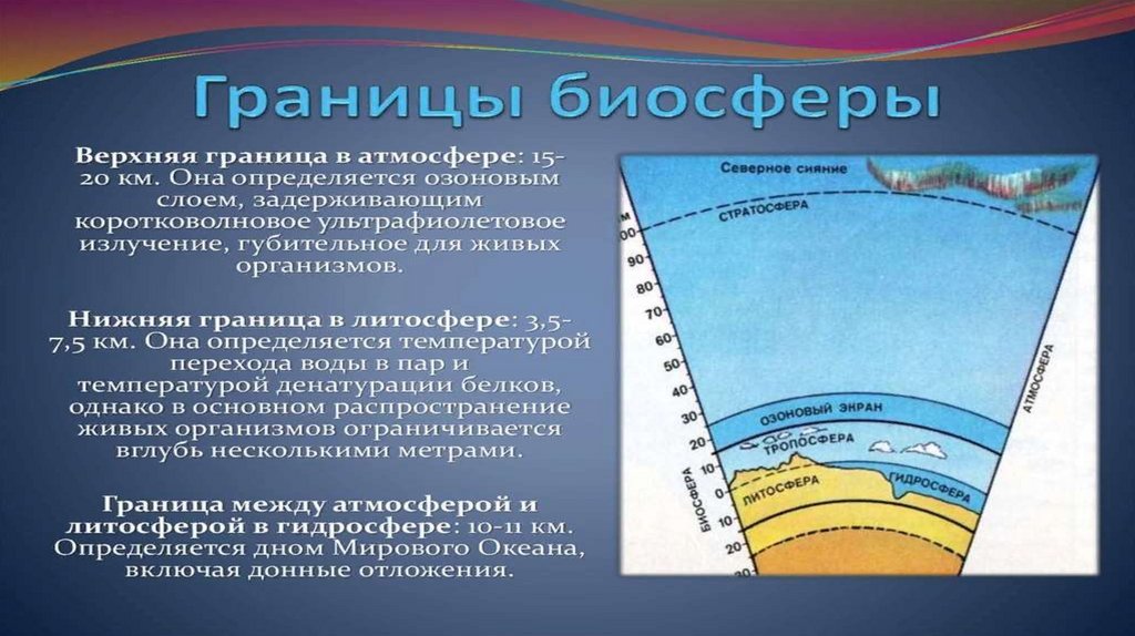 Структура биосферы 9 класс презентация