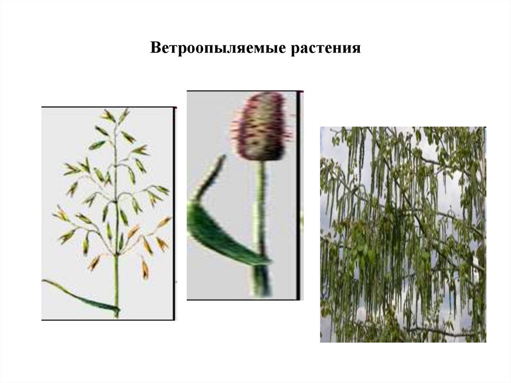 Ветроопыляемые растения схема - 98 фото