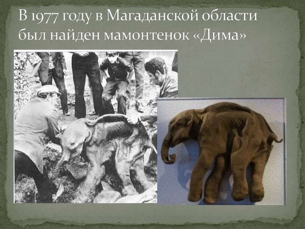 В 1977 году в Магаданской области был найден мамонтенок «Дима»