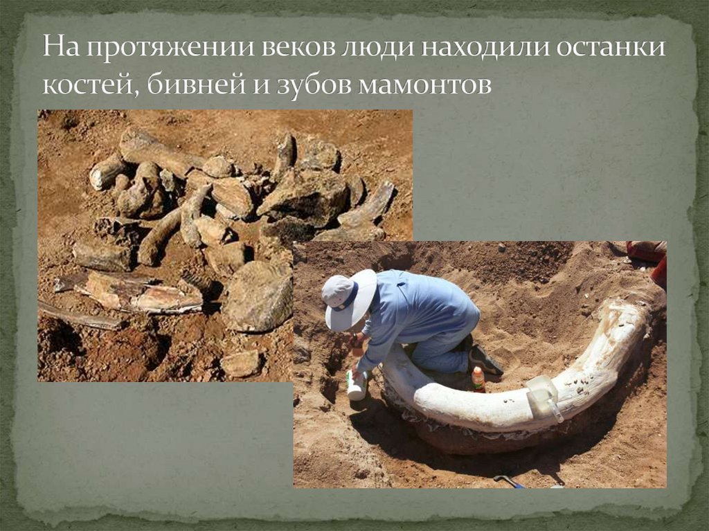 На протяжении веков люди находили останки костей, бивней и зубов мамонтов
