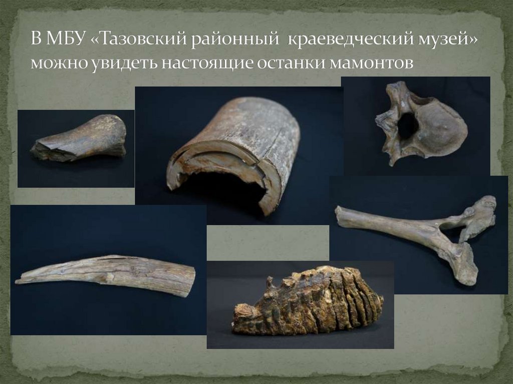 В МБУ «Тазовский районный краеведческий музей» можно увидеть настоящие останки мамонтов