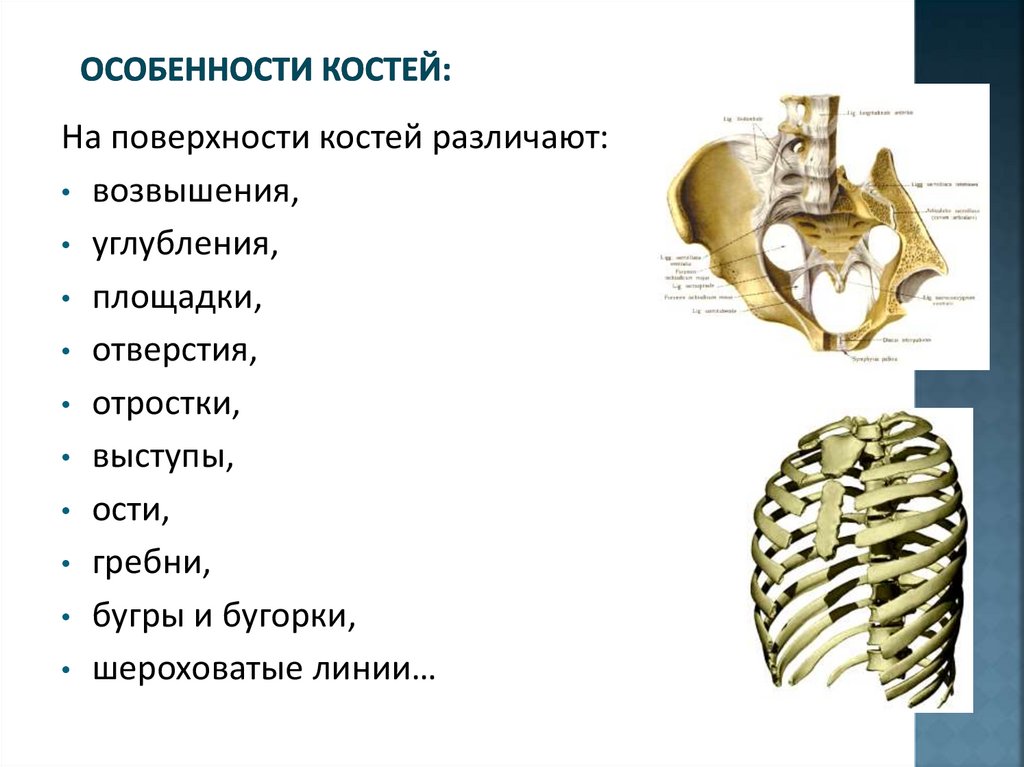 Соединение костей особенности строения конечностей. Особенности костей. Характеристика кости. Кости человека особенности. Возрастные особенности строения костей.