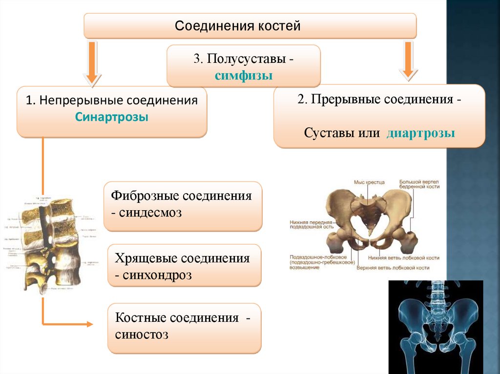 Соединение кости классификация. Классификация соединений костей. Классификация видов соединения костей. Классификация соединений костей схема. Непрерывные соединения костей.