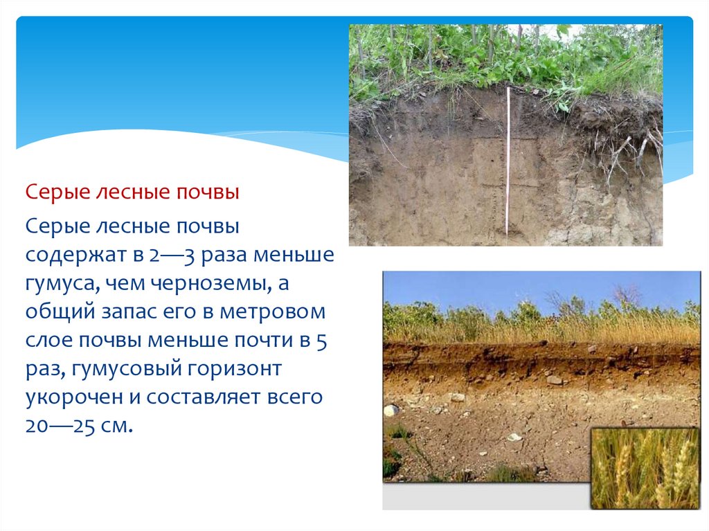 Серые лесные описание. Серые Лесные почвы и черноземы. Серые Лесные почвы гумусонакопления. Серая Лесная почва слой гумуса. Гумусовый слой серых лесных почв.