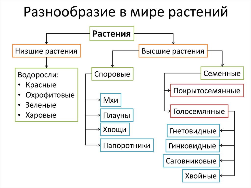 5 примеров низших растений