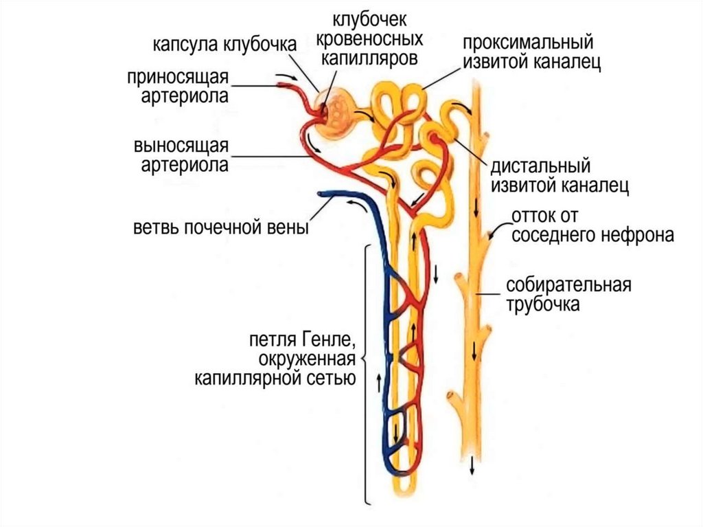 Физиология почки презентация