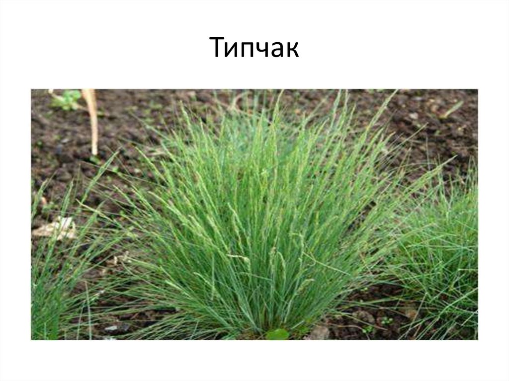 Типчак