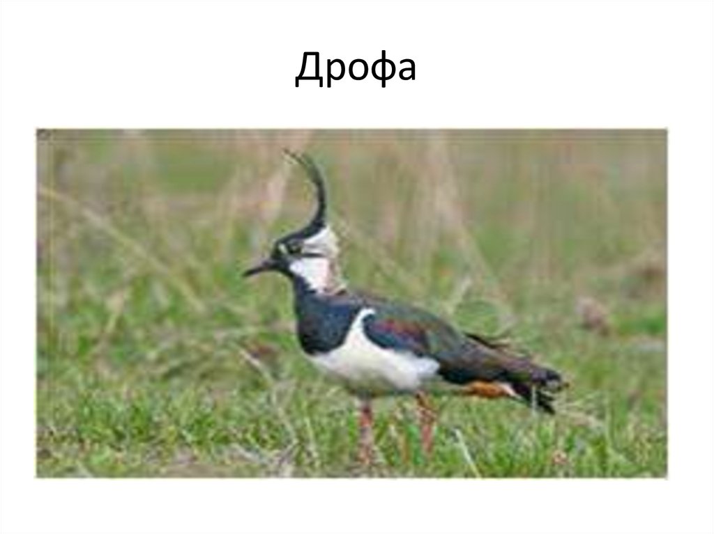Дрофа