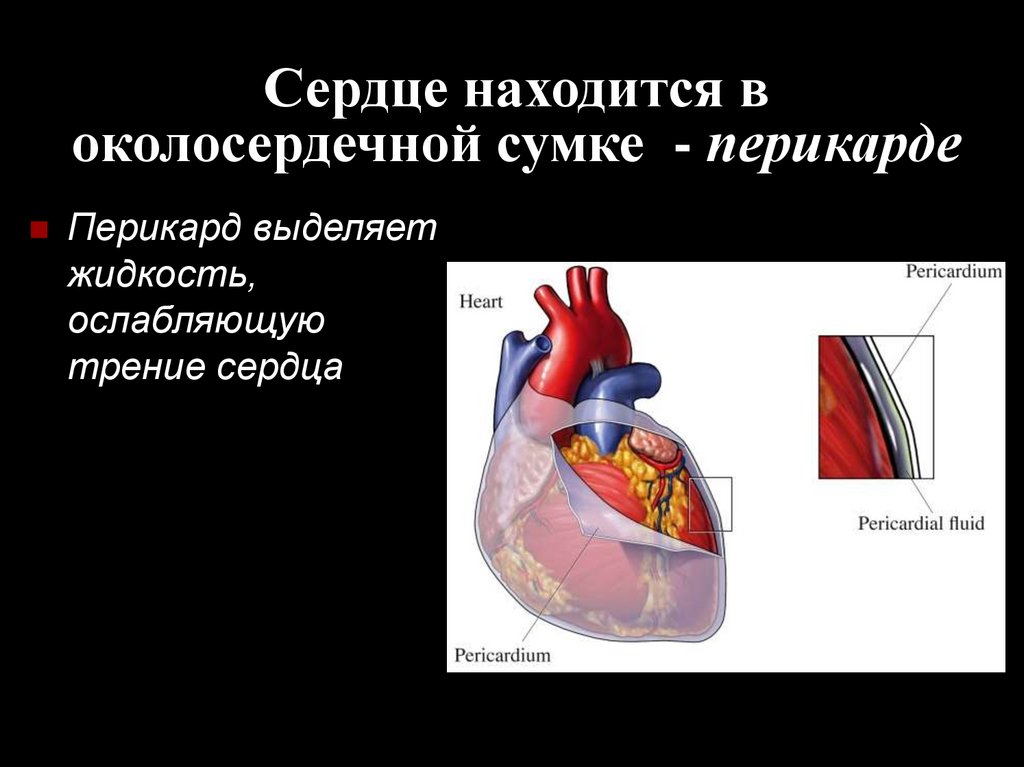 3 околосердечная сумка. Околосердечная сумка сердца. Сердце находится в околосердечной сумке. Строение перикарда сердца.
