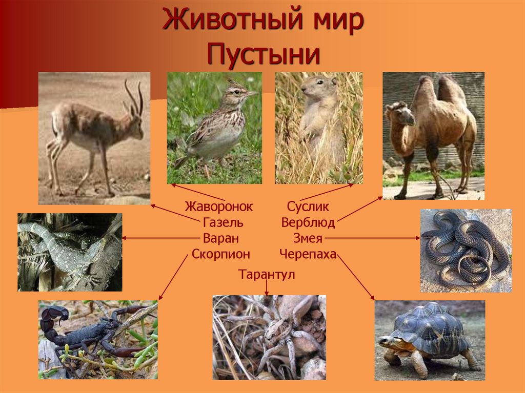 Презентация животный и растительный мир пустынь