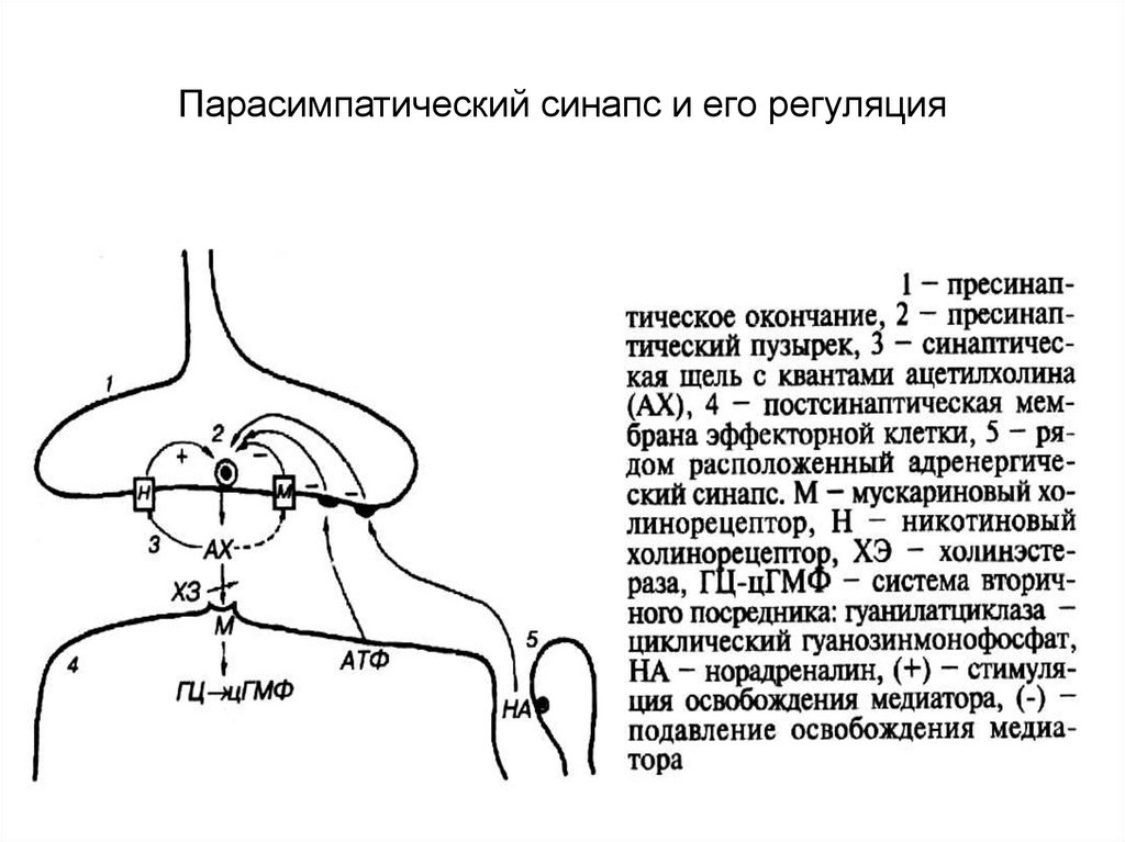 Взаимосвязь строения и функции холинергического синапса презентация