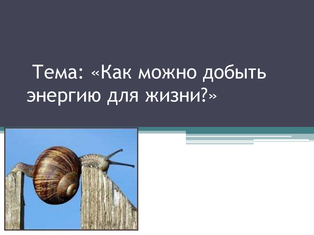 Как можно добыть энергию для жизни 5 класс биология презентация