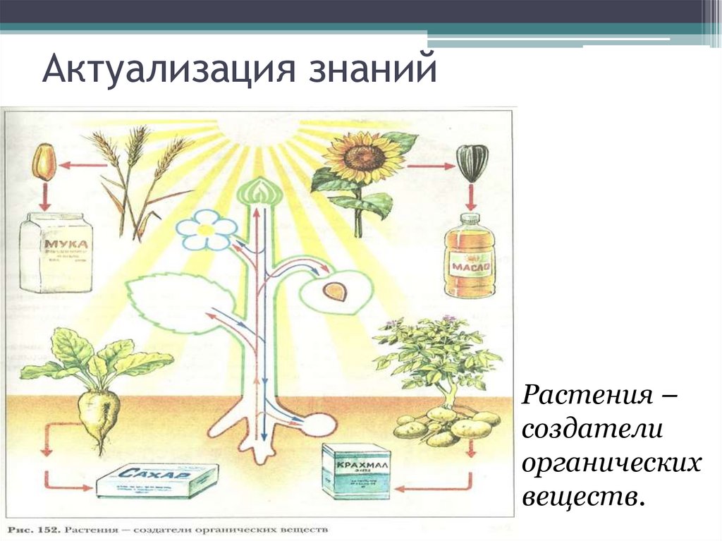 Как можно добыть энергию для жизни 5 класс биология презентация