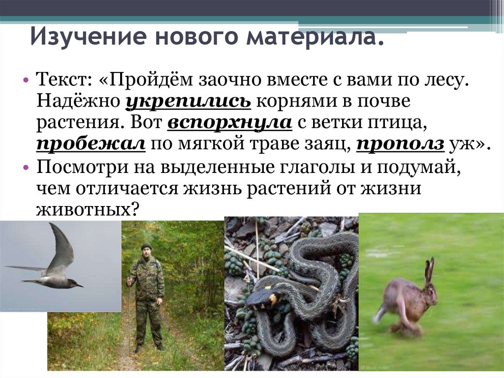 Изучение нового материала.