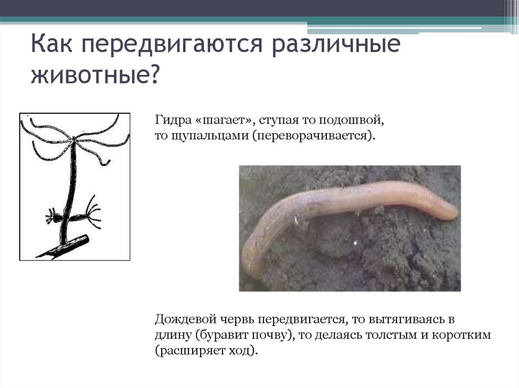 Как передвигаются различные животные?