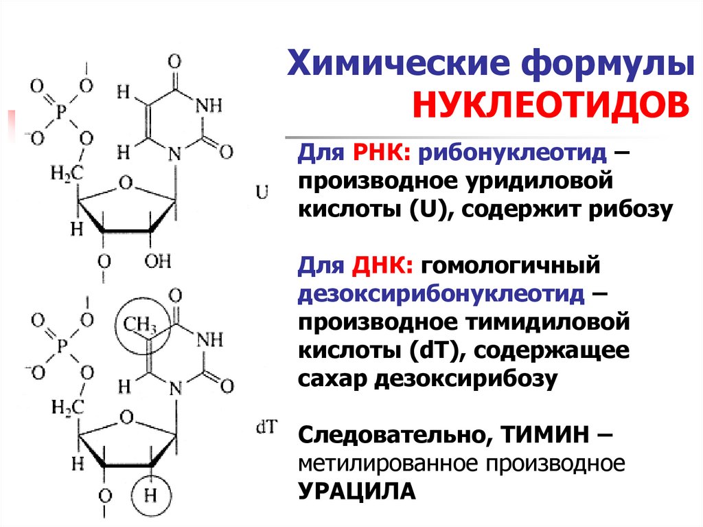 Какие из нуклеотидов входят в состав днк. Химическая формула нуклеотида дезоксирибонуклеиновой. Формула нуклеотида РНК. Строение нуклеиновых кислот формула. Формула нуклеотида ДНК.