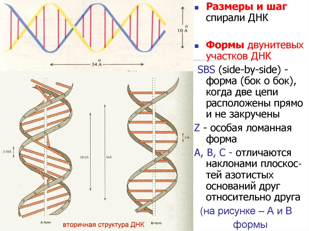 Какого структура днк. Третичная структура ДНК. Вторичная структура нуклеиновых кислот. Линейная структура ДНК. Строение нуклеиновых кислот.