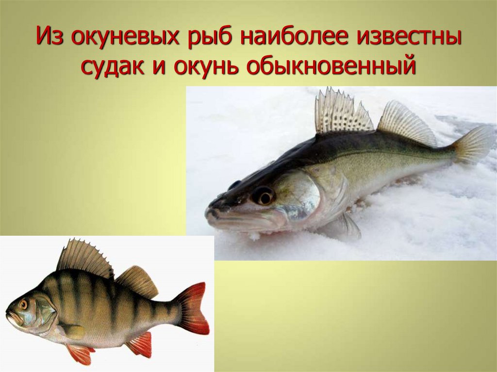 Рыба из окуневых. Окуневые рыбы. Представители окуневых. Окуневые виды рыб. Судак и окунь.