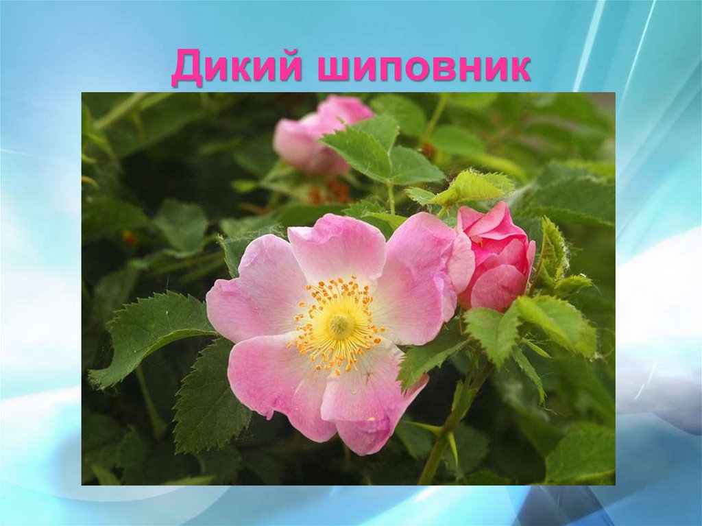 Дикий шиповник