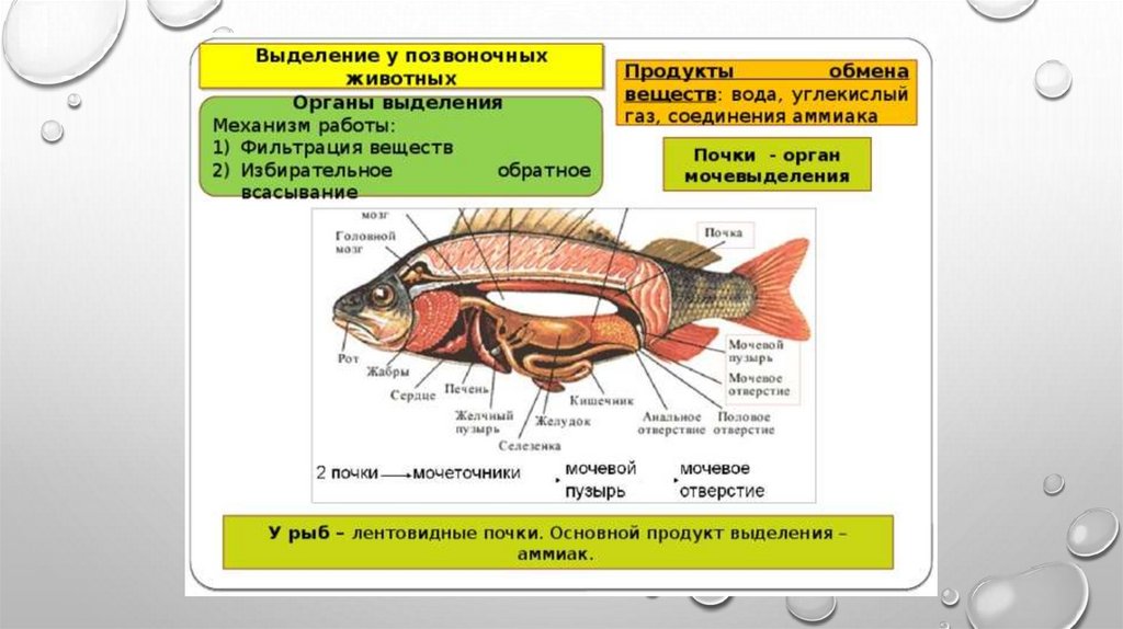 Через какие органы выделения выводятся газообразные. Рыбы выделительная система таблица. Система органов выделения у рыб. Органы выделения позвоночных животных. Выделительная система рыб.