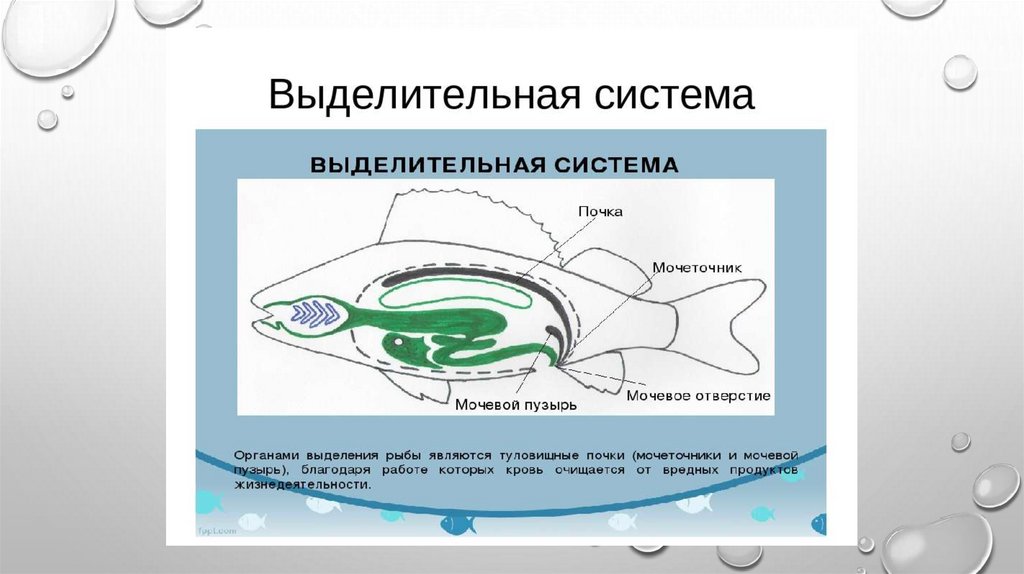 Выделительная система рыб схема