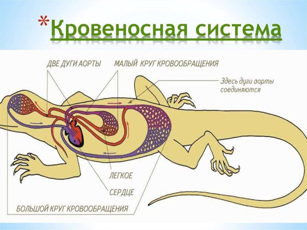 Внутреннее строение ящерицы. Пищеварительная система ящерицы. Кровеносная система рептилий. Схема строения кровеносной системы ящерицы.