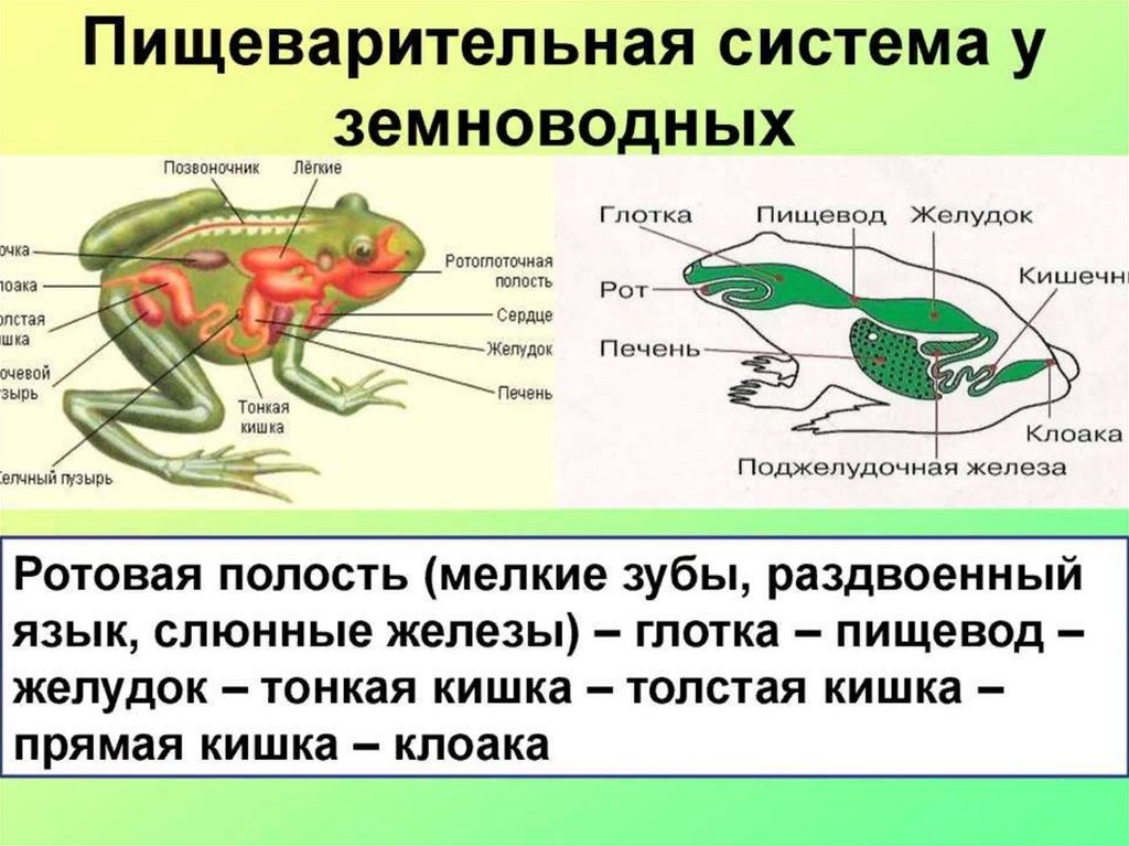 Характеристика земноводных и пресмыкающихся