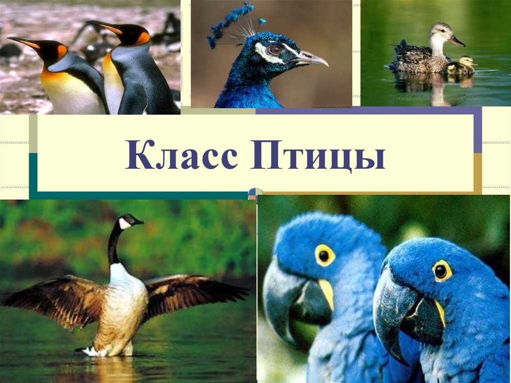 Класс птицы. Класс птицы картинки.