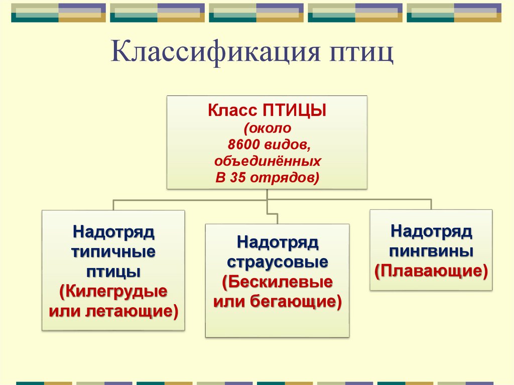 Заполните схему классификация птиц