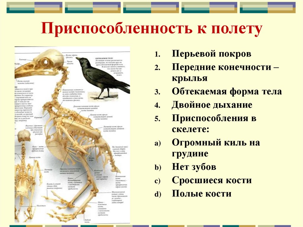Таблица внешнее строение птиц форма тела