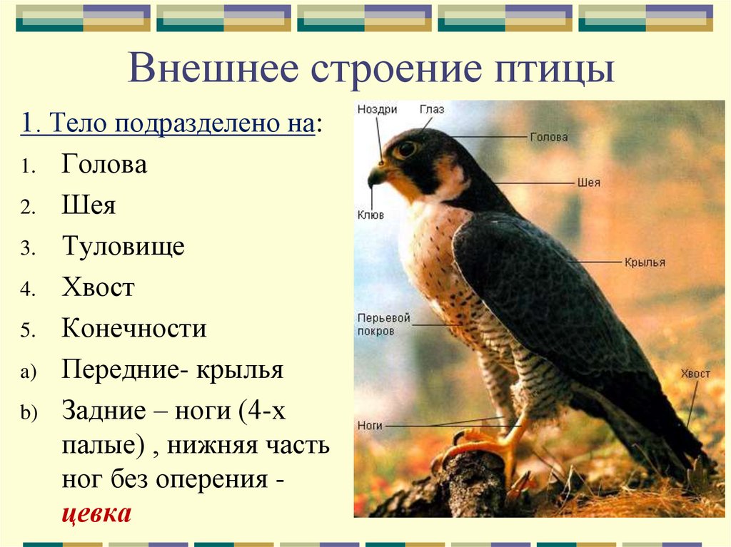Доклад на тему класс птицы