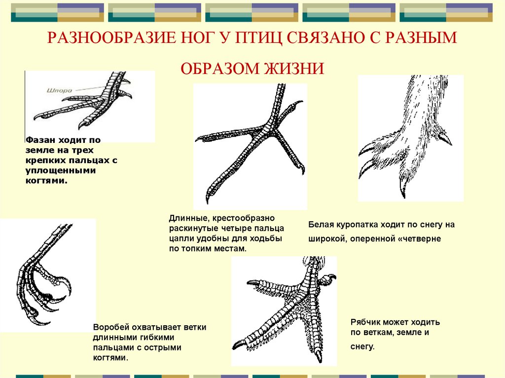 Разнообразие конечностей