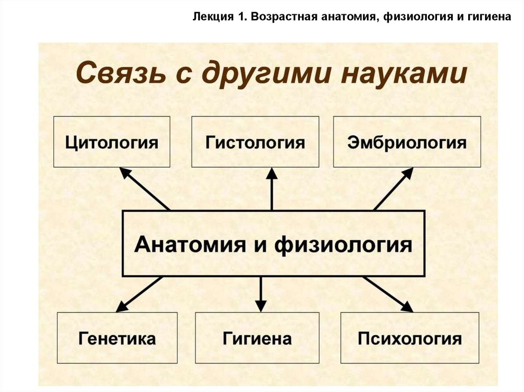 Укажи науку. Взаимосвязь возрастной физиологии с другими науками. Связь анатомии и физиологии с другими науками. Взаимосвязь возрастной анатомии и физиологии с другими науками. Связь афазиологии с другими науками.