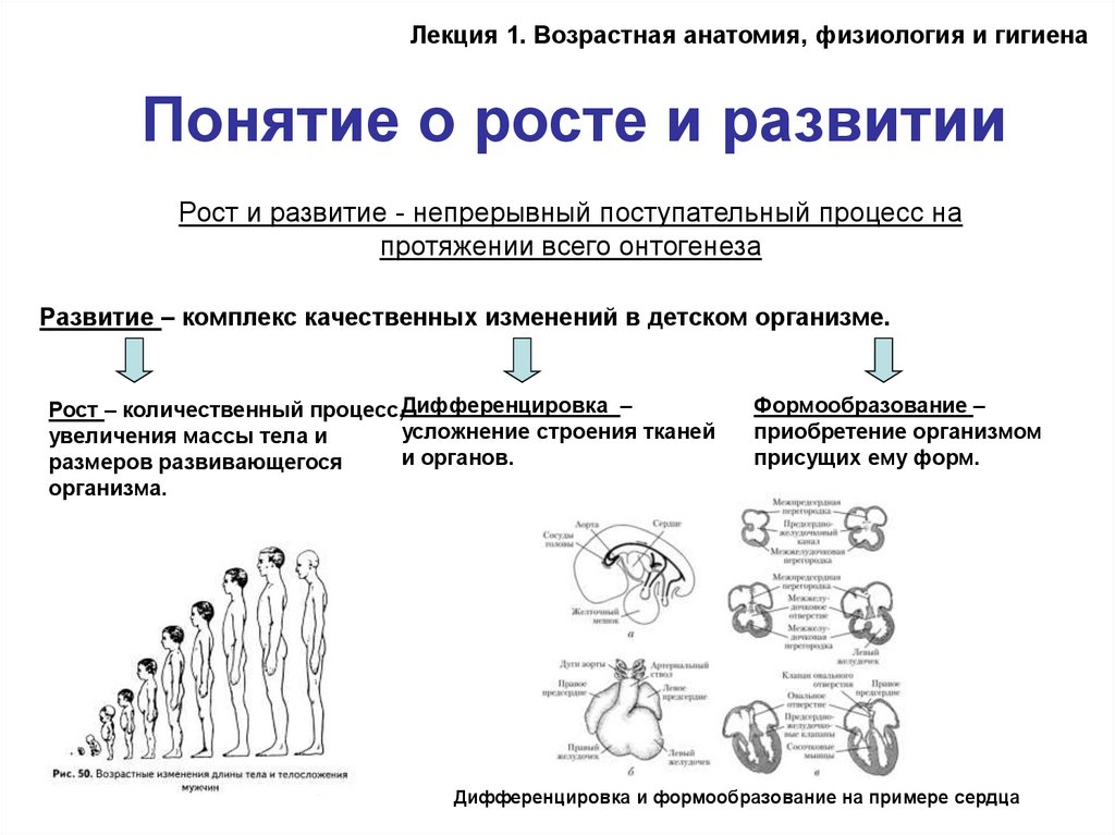 Возрастная анатомия физиология и гигиена лекции. Поступательный процесс. Возрастная гигиена лекция. Гигиена высшей нервной деятельности возрастная анатомия. Питание возрастная анатомия.